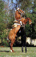 Malaga Ride Horse