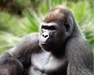 Gorila in Selwo Aventura Malaga